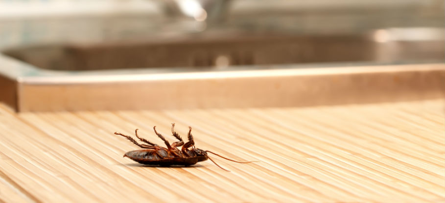 A roach on a wooden surface