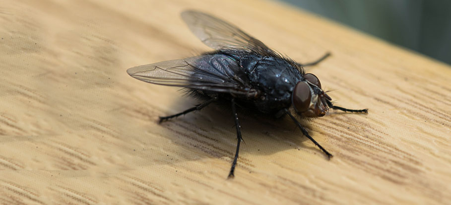 A close-up of a fly on a wooden surface