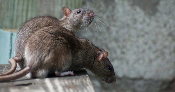 Picture of two rats on a ledge